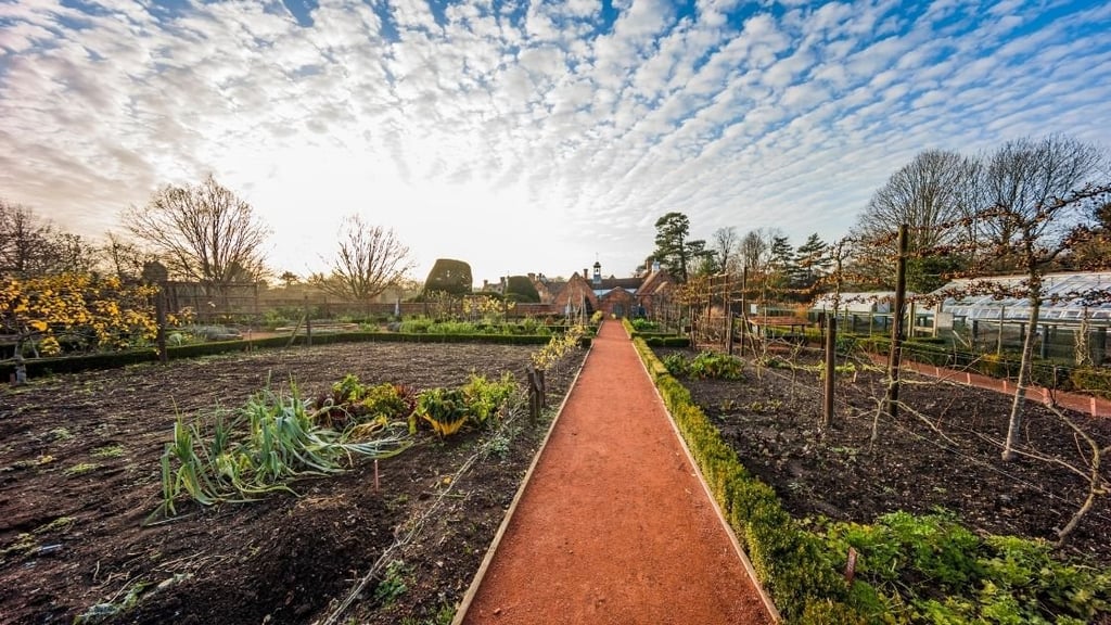 Which plants like Epsom salts