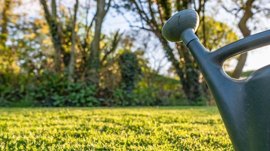 Epsom salt for grass