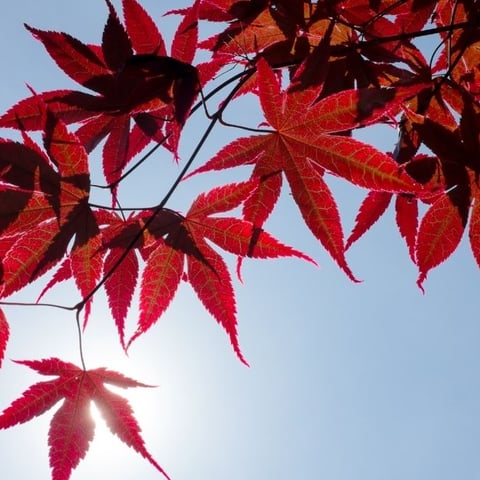 Whats the best location for your Japanese maple