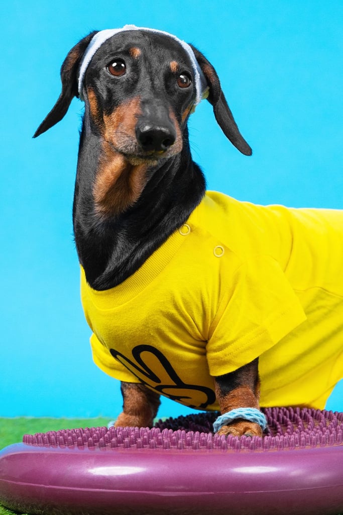 Funny Dachshund Personality