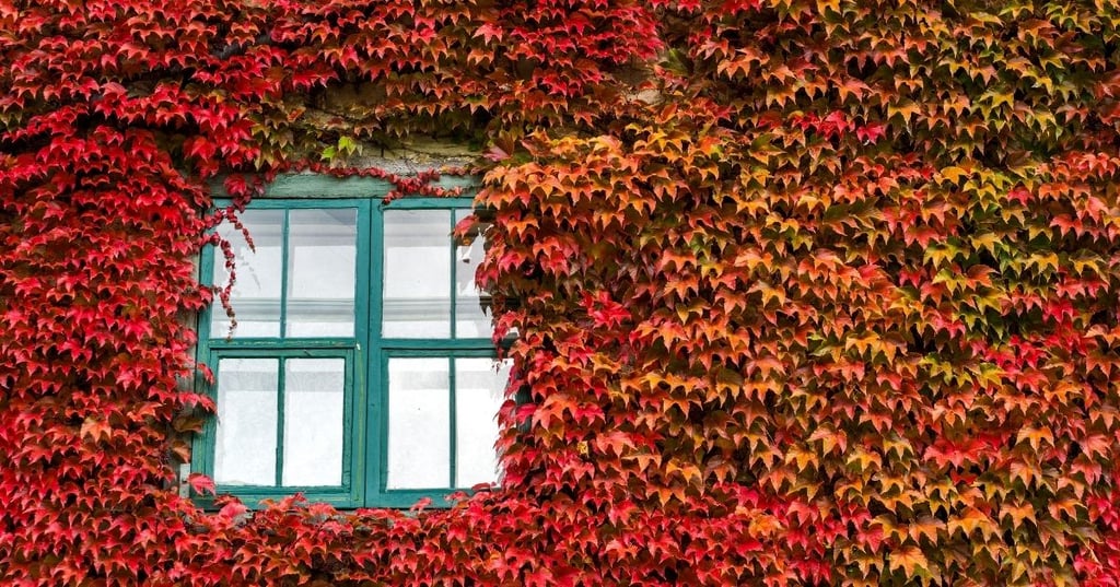 The Fastest Growing Trees That Are Hard to Control