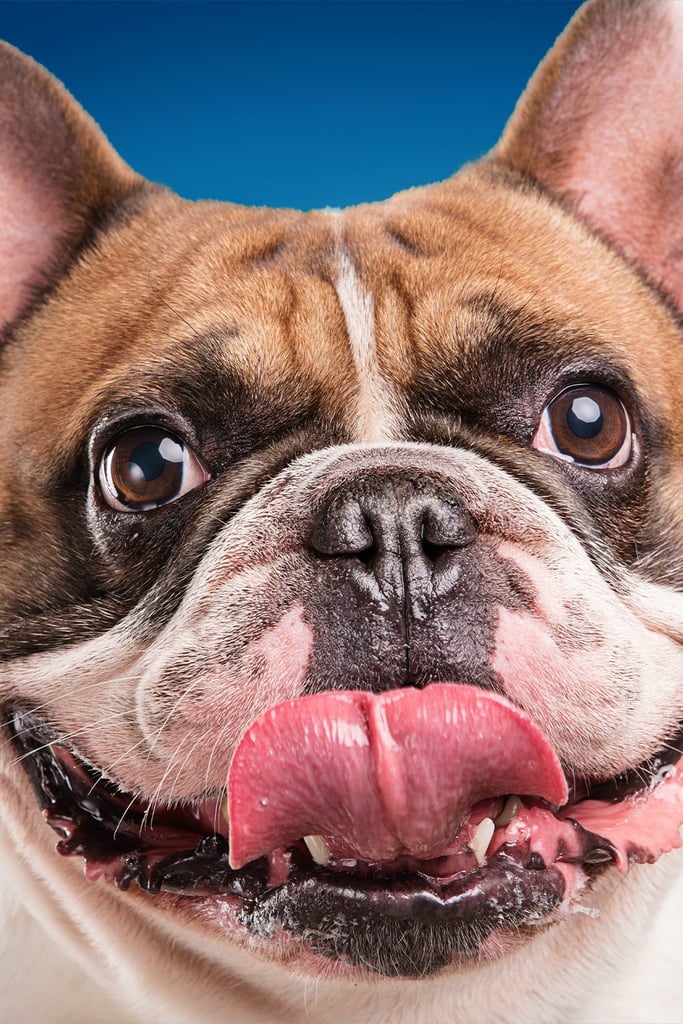 Funny French Bulldogs