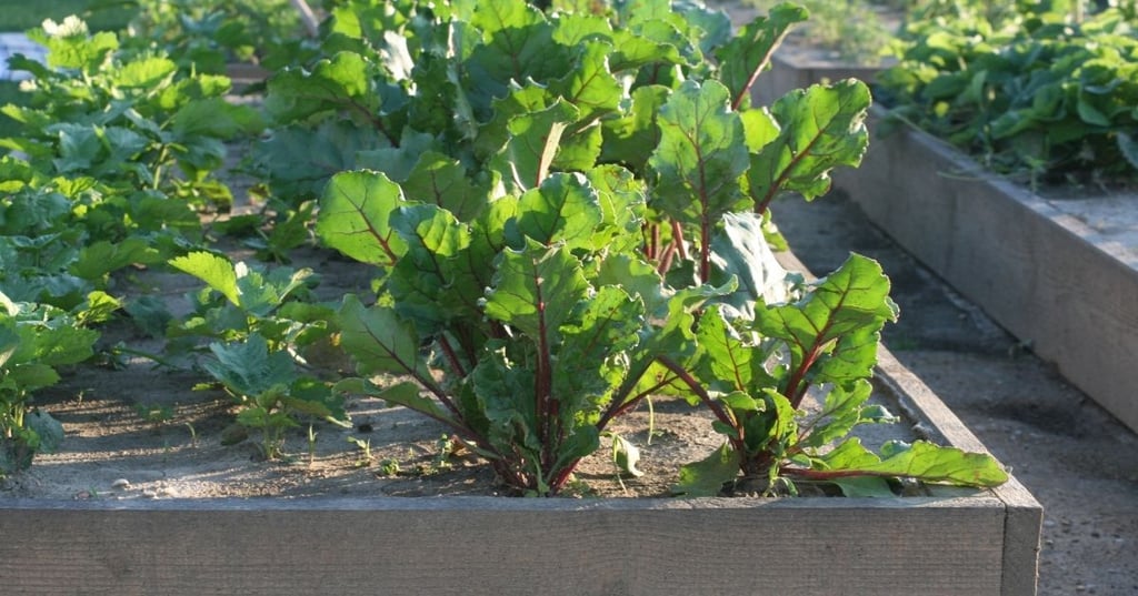 Plan Your Perfect Garden Bed Today