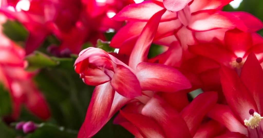 The Gift That Keeps on Giving The Christmas Cactus