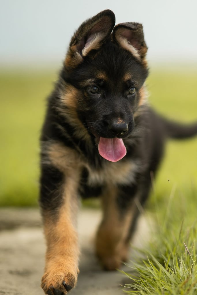 Black German Shepherd Puppies