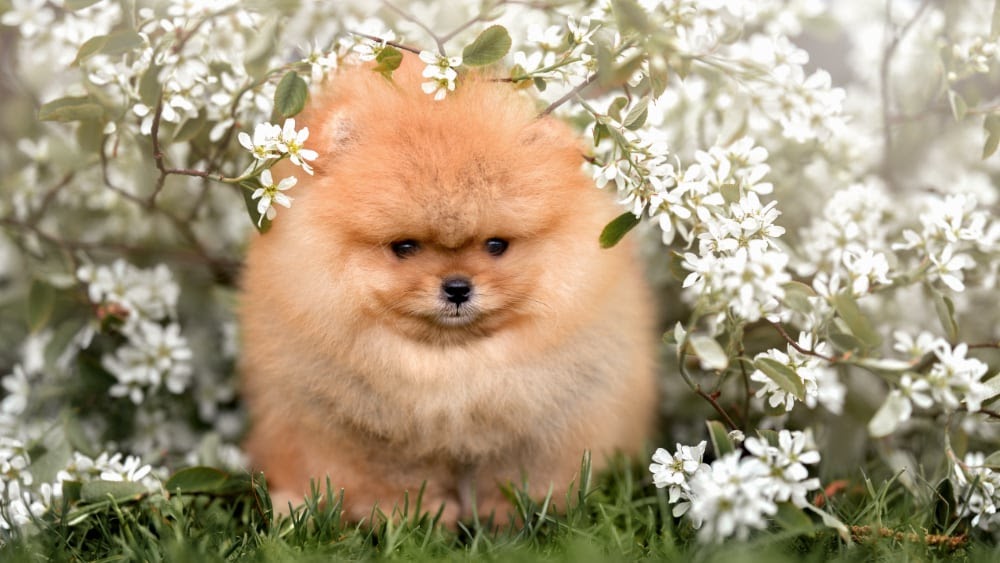 Fluffy Pomeranian Outside