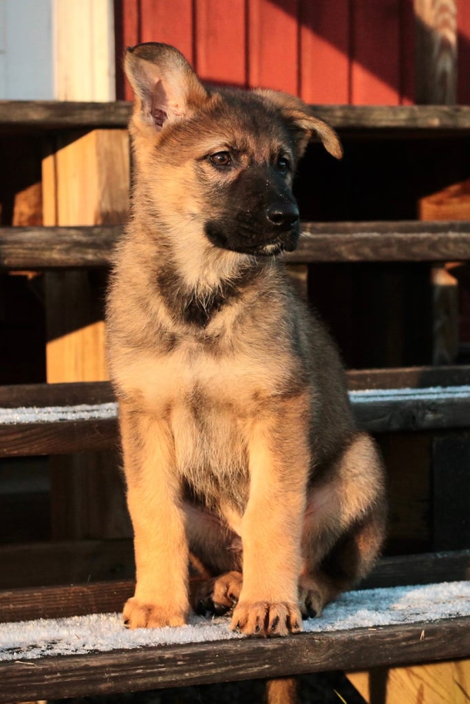 German Shepherd Puppy Sitting