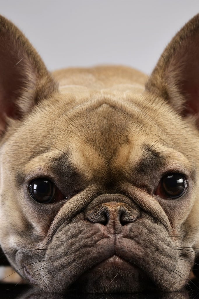 Brown French Bulldog