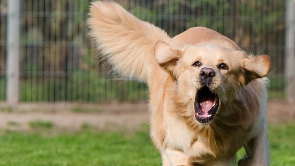 Why do golden retrievers bite their owners