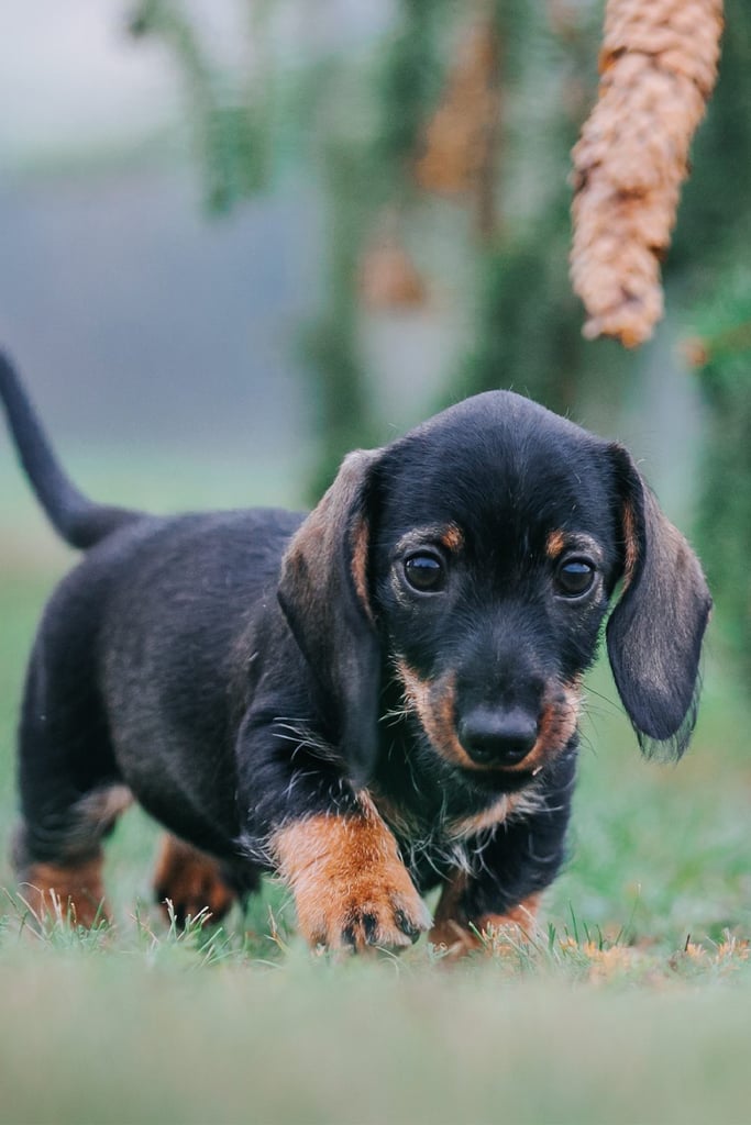 Long Haired Miniature Dachshund Puppies
