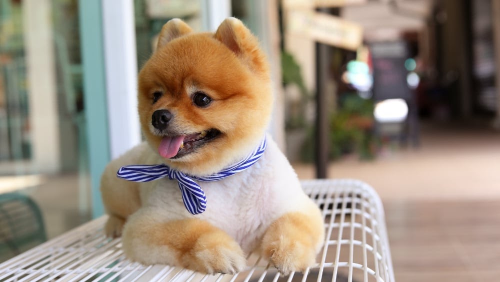 Funny Pomeranian Sitting on Bench