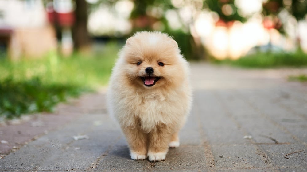 Cute Pomeranian Puppy Outdoors