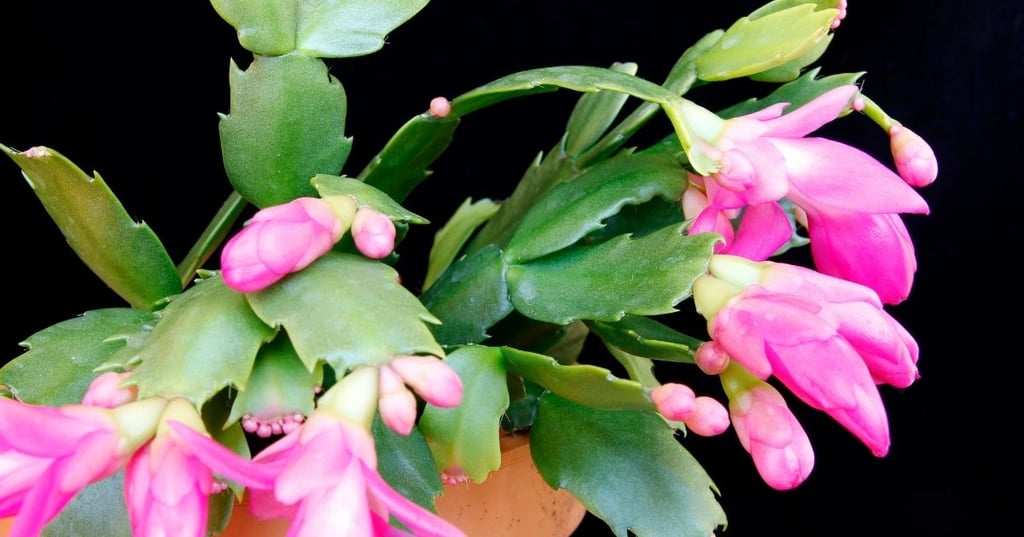 Find the Right Light for Your Christmas Cactus