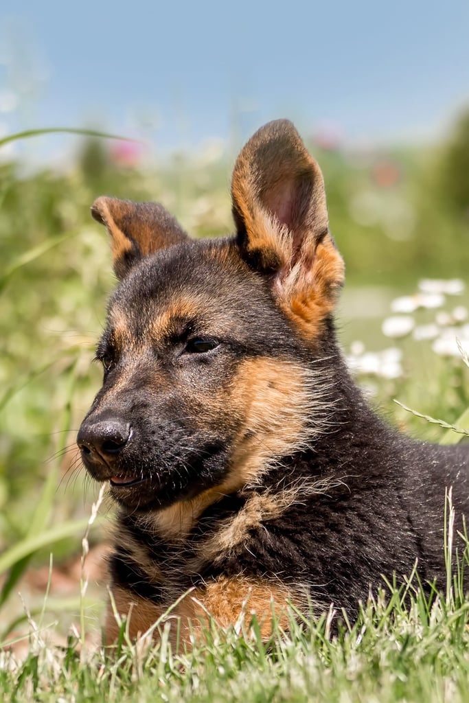 Long Haired German Shepherd Puppy
