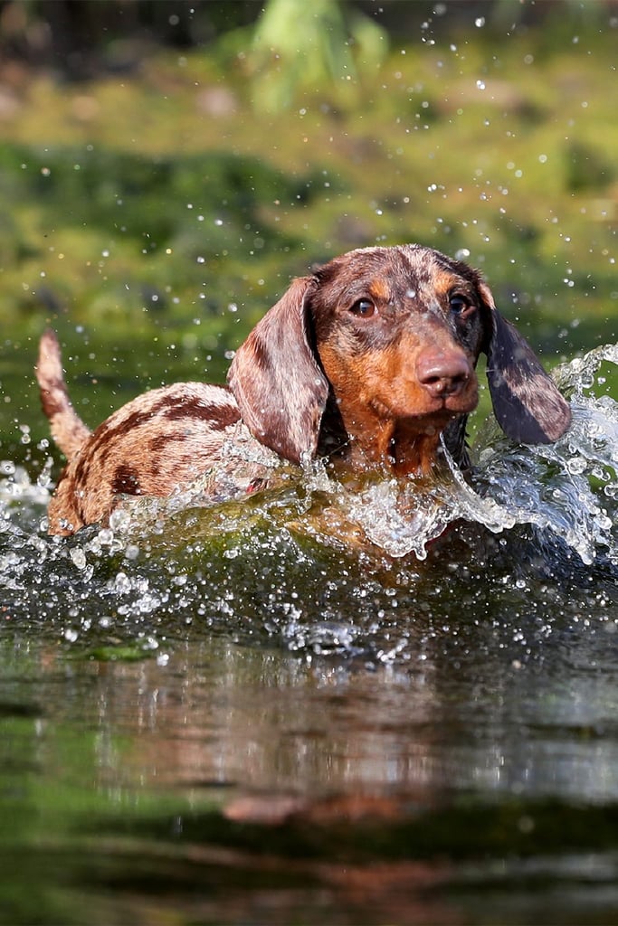 Dapple Dachshund SSwimming