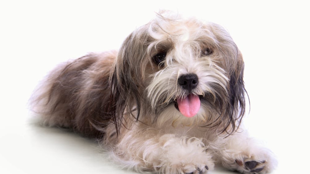 Happy Havanese Puppy Lying Down