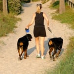 Can Rottweilers go on long walks