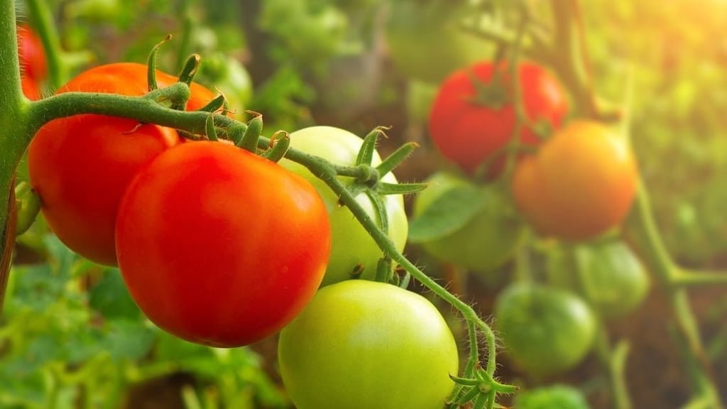 How do I use Epsom salt in my garden