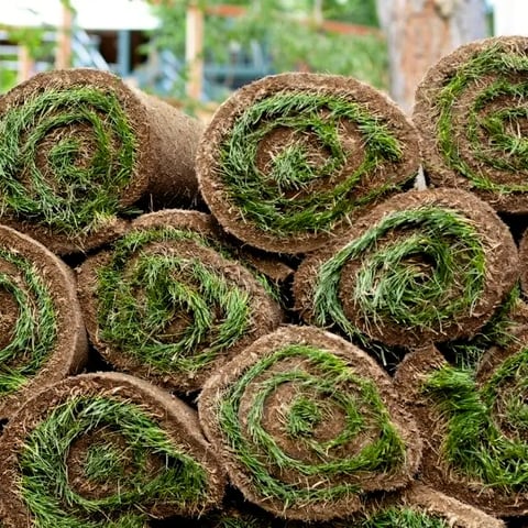 When to Mow New Sod Grass