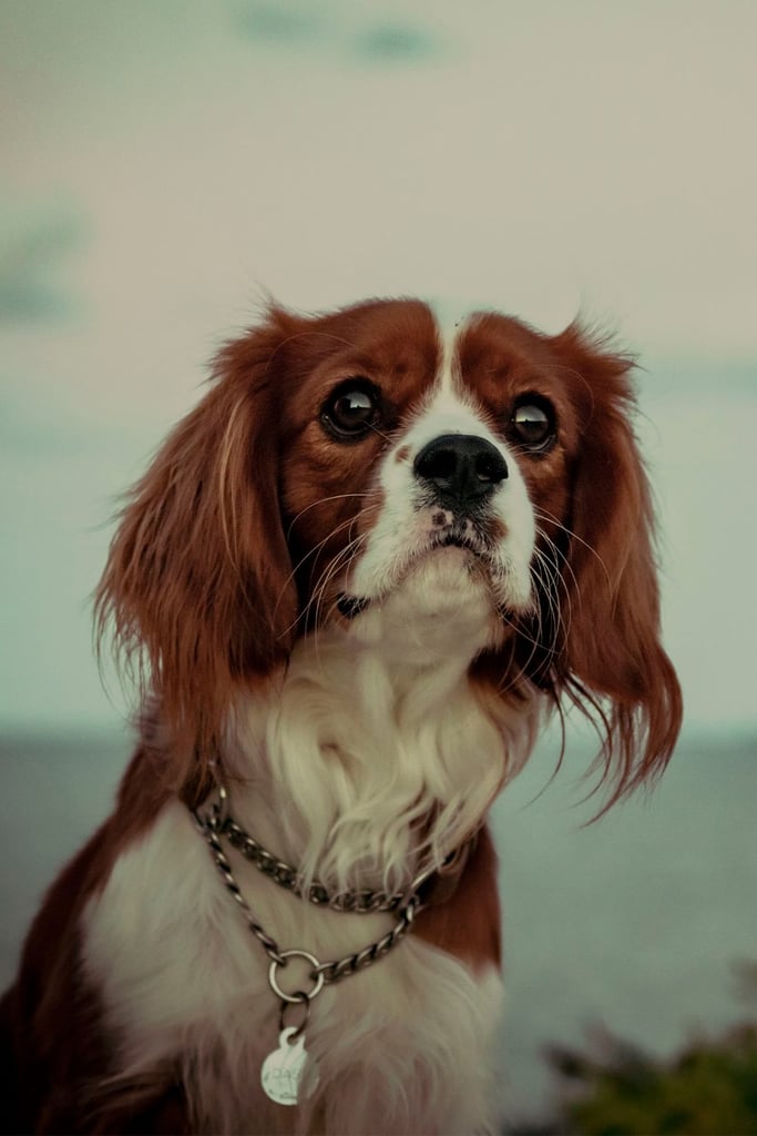 Cavalier King Charles Spaniel Full Grown