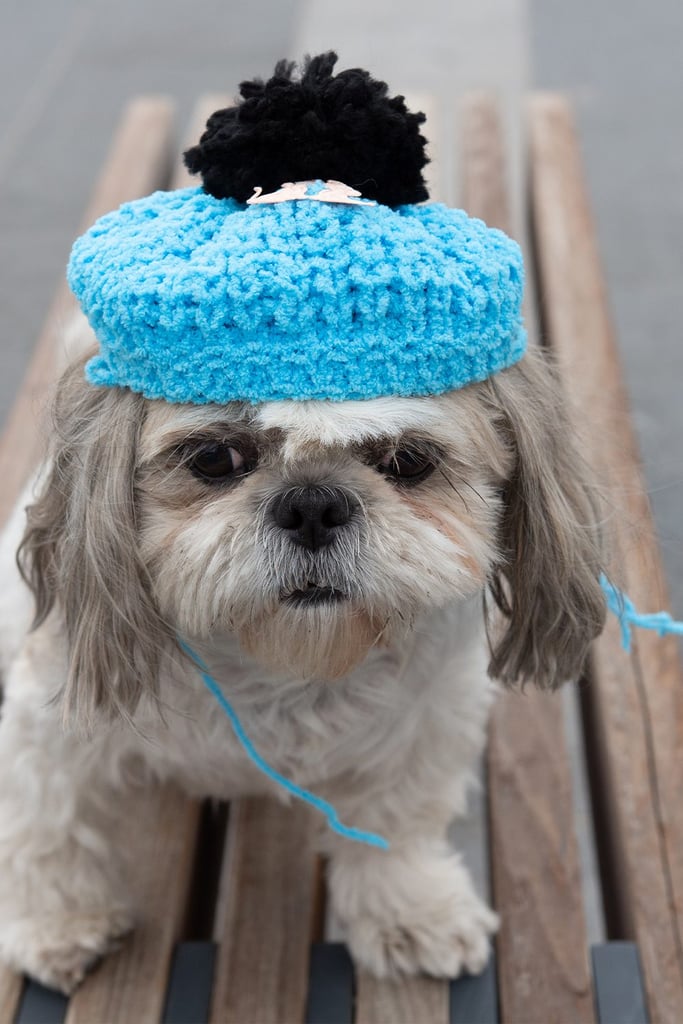 Shih Tzu Dog With hat