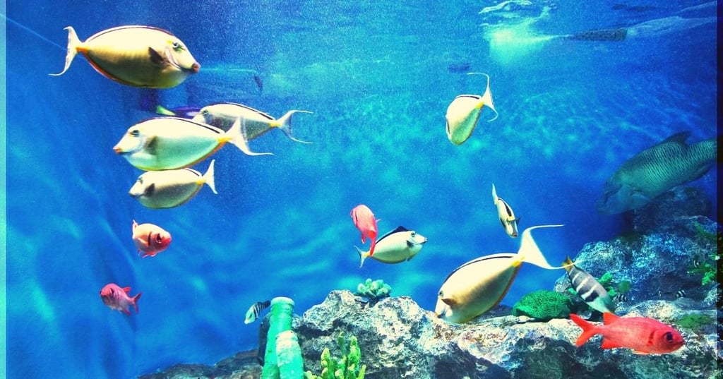 Improve Your Homes Look and Feel with a Wall Mounted Fish Tank