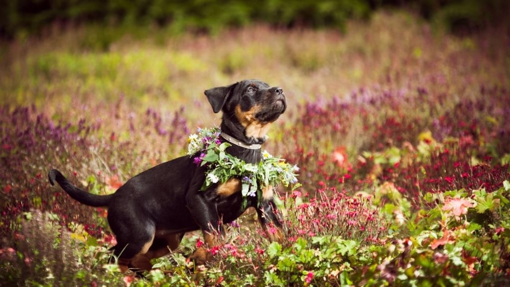 When can you start running with a Rottweiler puppy