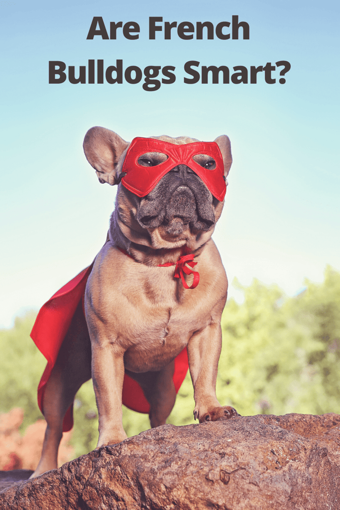 Are French Bulldogs Smart?