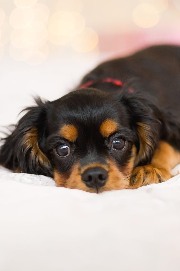 Black Cavalier King Charles Spaniel Puppy