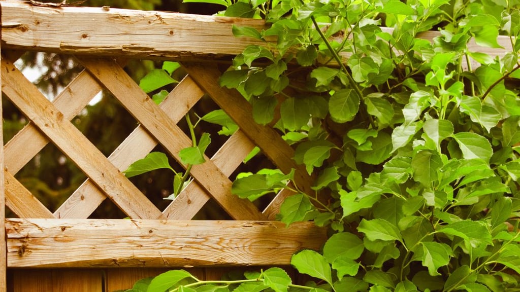 How Strong Does Your Lattice Fence Need to Be