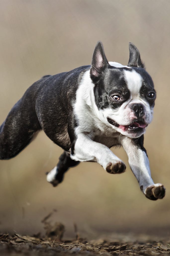 Brindle Boston Terrier
