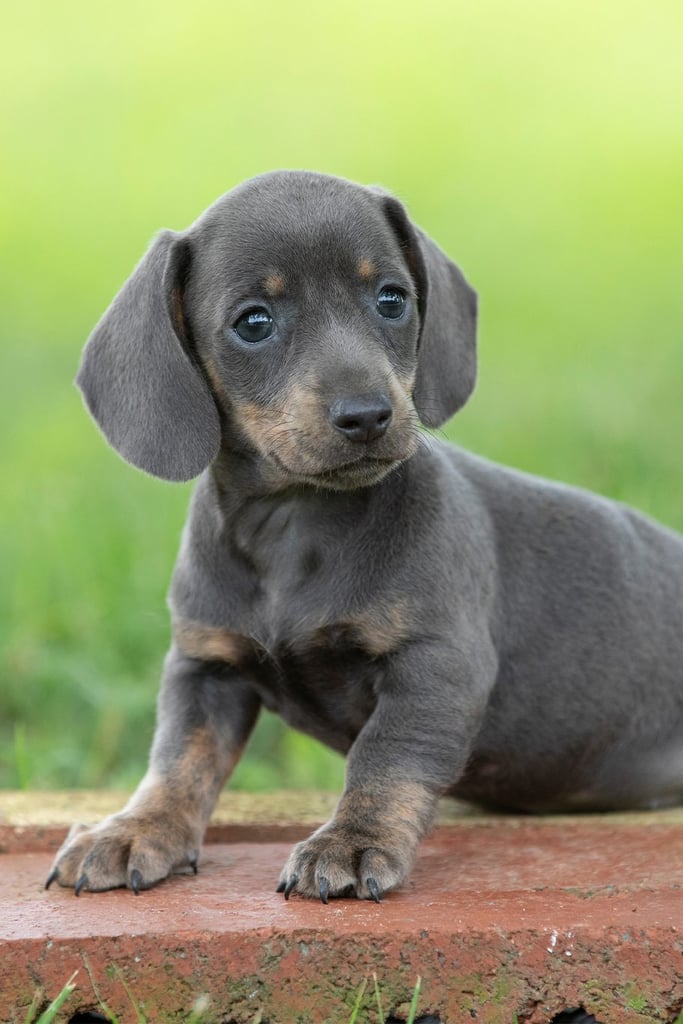 Cute Dapple Dachshund
