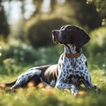 German Shorthaired Pointer Temperament
