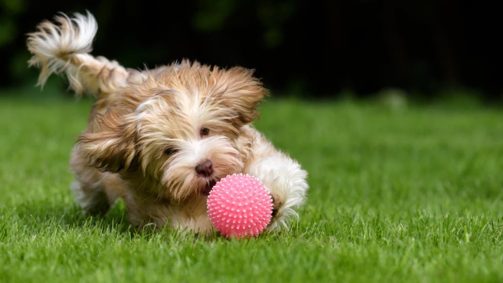 Havanese Puppies Chasing a Ball