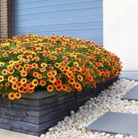 Easy and Inexpensive Front Yard Landscaping Ideas with Rocks and Mulch 1536×864