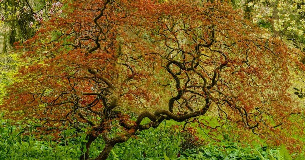 How to Care for a Japanese Maple Tree