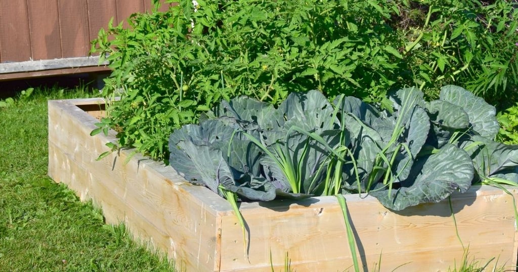 Fresher than the supermarket