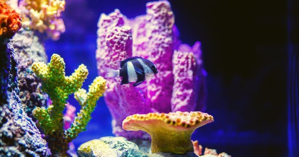 How to Care for Your Wall Mounted Fish Tank