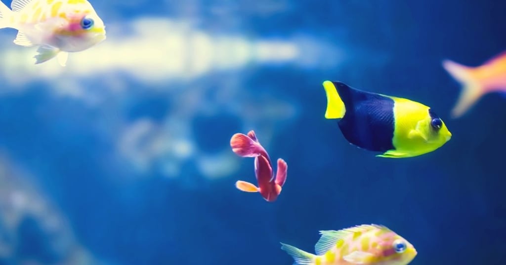 How much is a built in wall aquarium