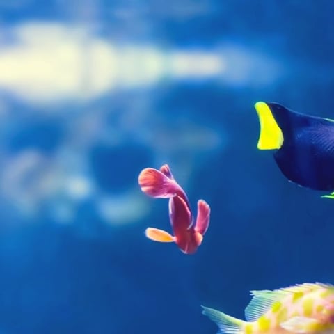 How much is a built in wall aquarium