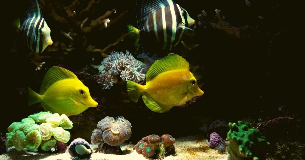 Saltwater vs Freshwater Aquarium costs