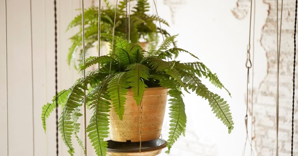 how hanging baskets can transform your home