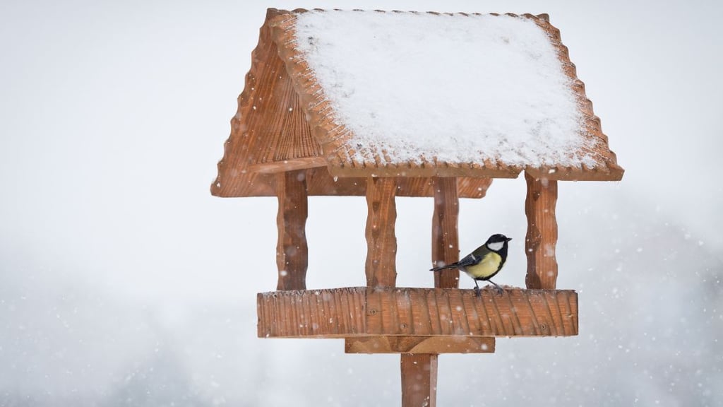 Preparing Birdhouses for Different Seasons