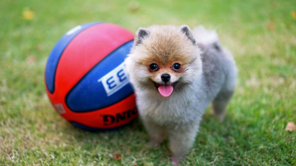 Cute Pomeranian Puppy With a Ball