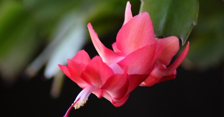 Christmas cactus lifespan