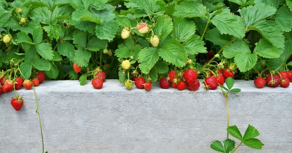 The Best Materials for Lining Your Raised Garden Bed
