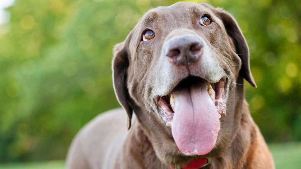 Labrador Retriever Personality