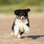 Australian Shepherd Puppy