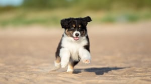 Australian Shepherd Puppy
