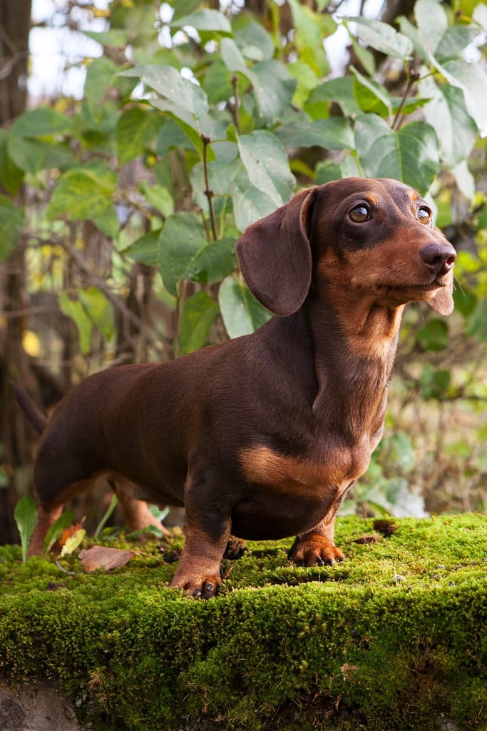 Tan Dachshund Puppy